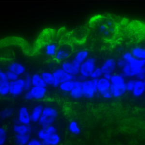Mucus as a virus barrier